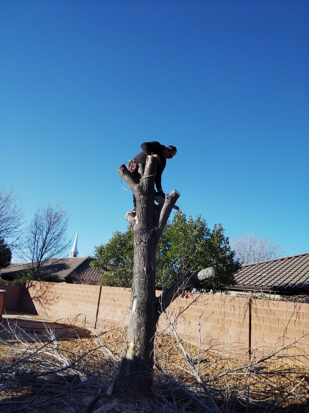 Carey working on a tall stump